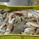 Il prezzo della �zuppa� � invitante: anche 5 euro per portarsi a casa un chilo tra minuscoli sparaglioni, scorfani, gronghi, rane pescatrici, tracine, gallinelle e sugarelli